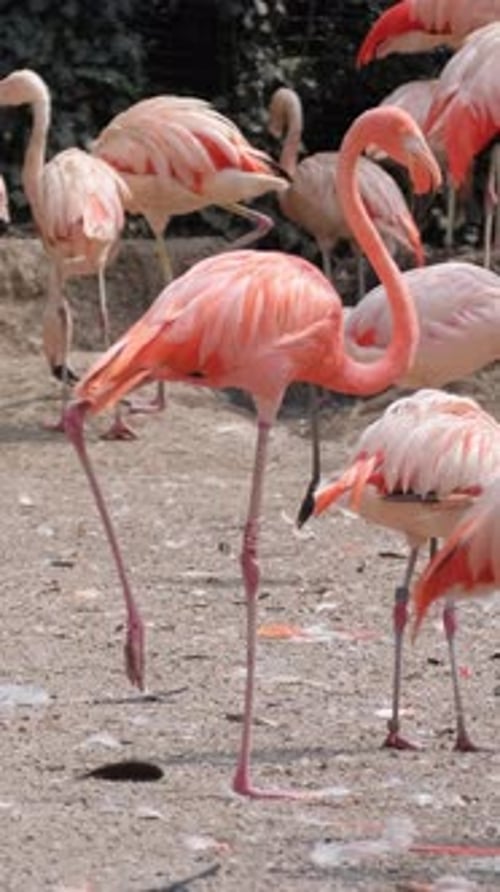 Flamingo ist ein rosafarbener Vogel aus der Flamingo-Familie, einer der modernen Flamingo-Arten (Vertikal)