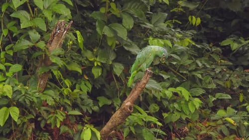 Single Mealy Parrot in all its green plumage perched on a wooden stump preening with a jungle backgr