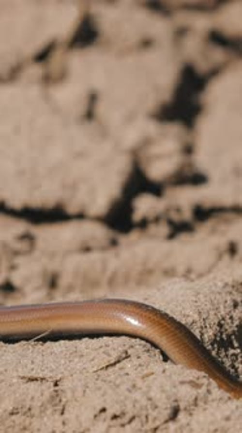 Vidéo verticale : Anguis Fragilis est un reptile lézard sans pattes originaire d'Eurasie, une vipère sourde