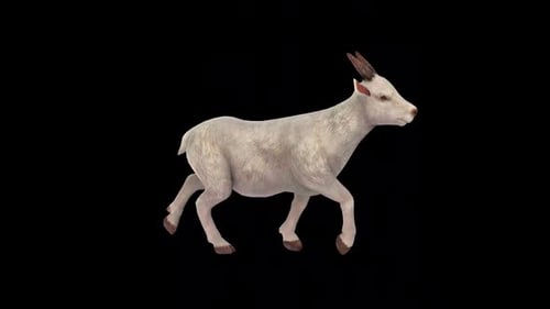 White Goat Walk Idle