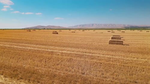 Harvested Wheat Field