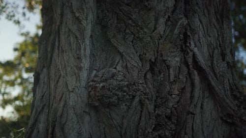 Formes distinctives de l'écorce d'arbre protégeant la couche externe du tronc