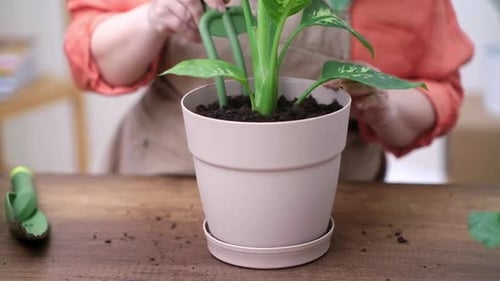 Gardener Woman in Apron Cleans Green Leaves of Dieffenbachi Plants and Cares for Plants at Home