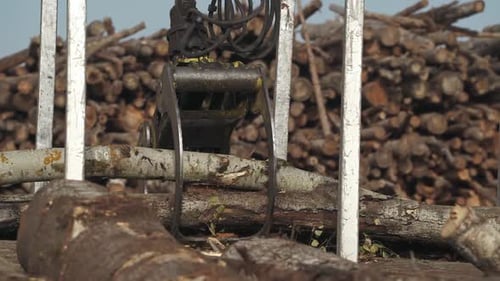 Woodworking Recycling of Tree Trunks Into Splinters Hydraulics Machine Loading the Tree