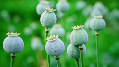 Têtes de pavot à opium poussant dans un champ