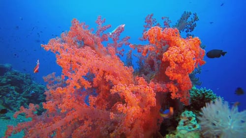 Underwater Blue Sea Soft Corals