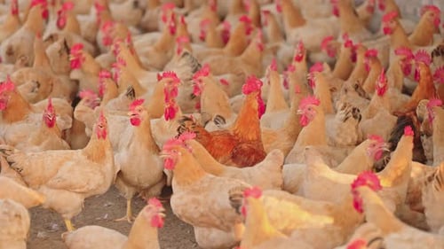 Numerous chickens clustered together in a farm setting