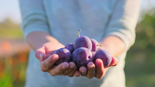 Close Up Ripe Blue Plums in Woman Hands Outdoor Nature Background
