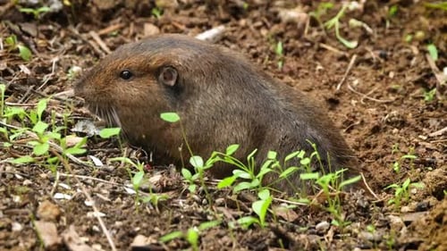 Gopher saindo de seu buraco para comer.