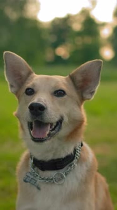 Vertical of Portrait of a Red Mongrel Dog in a Collar in the Park