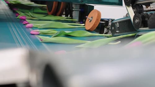 Tulips on a Conveyor Belt in Factory