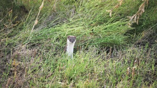 The Little Rodent Jumped Out of the Mink on the Field and Began to Look Around