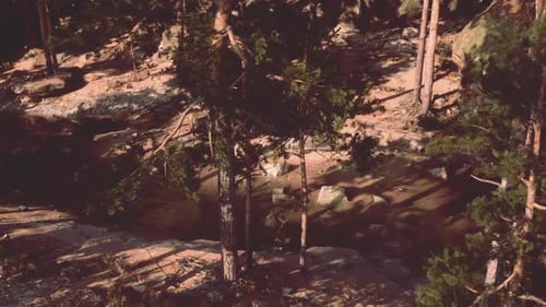 Serene Forest Landscape with Sunlight Filtering Through Trees in Early Morning