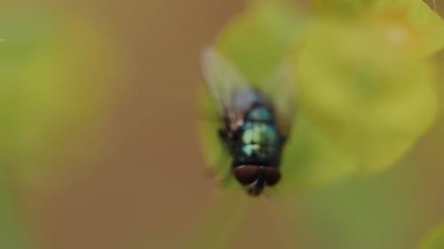 Gros plan d'une mouche verte en vol stationnaire
