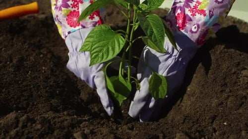 Woman Planting Sprout of Agricultural Crop in Open Ground Soil in Bed in Garden