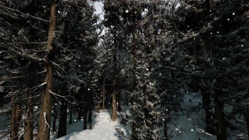 A Winter Wonderland in a Dense Forest