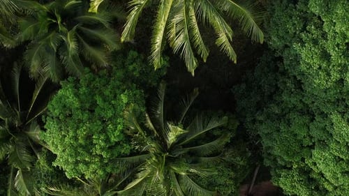 A Stunning Aerial View Showcasing a Lush Tropical Forest Filled with Palm Trees