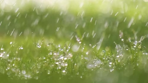 Closeup de gotículas de chuva caindo na grama verde no verão