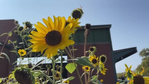 Sonnenblumen, die vom Wind bewegt werden, mit Backsteingebäude im Hintergrund