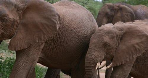 Herd of African Elephants walk past through trees.