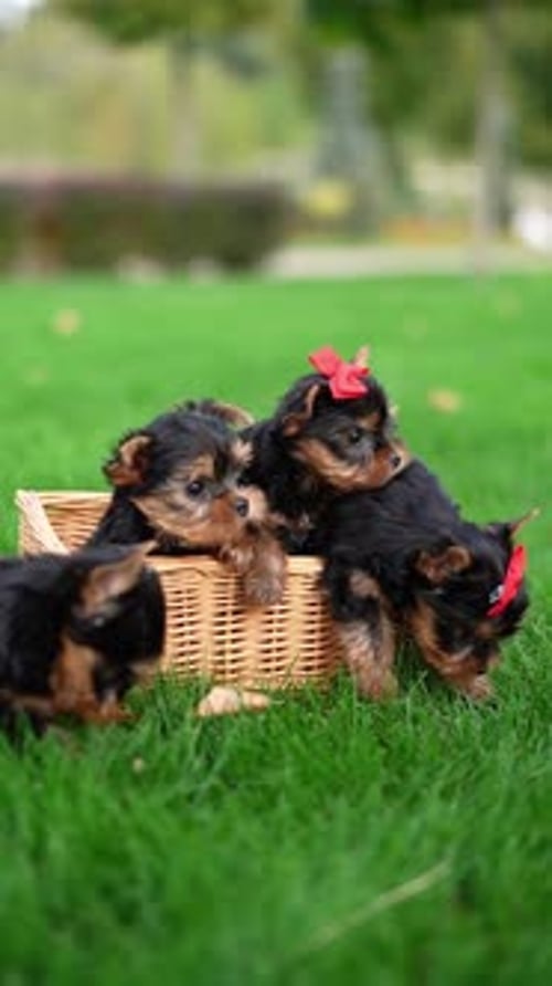 Yorkshire Terrier Puppies Sitting in a wicker basket on Green Grass. Vertical video