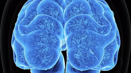 Human Brain Anatomy 3D Model Medical Science Neural Network Neurology Research Cognitive Function In