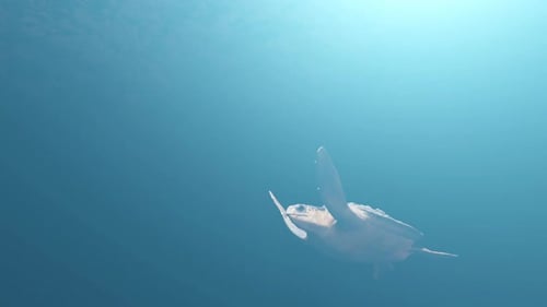 Sea Turtle Hd