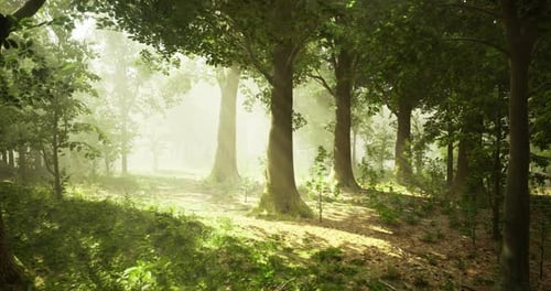 Sunlight Filtering Through Trees in a Lush Green Forest During Morning Hours