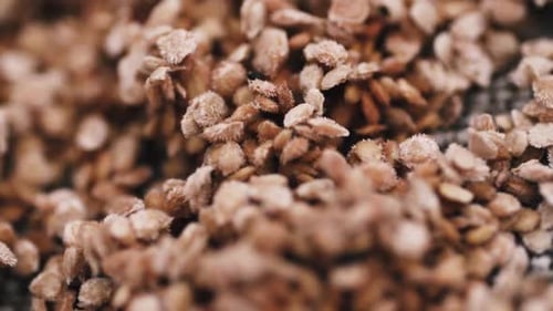 Tomatensamen für den Anbau — Makro-Video