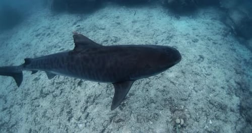 Close Up Tiger Shark Glides Underwater in Ocean Diving with Tiger Sharks