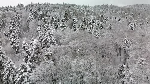 Mixed Winter Forest