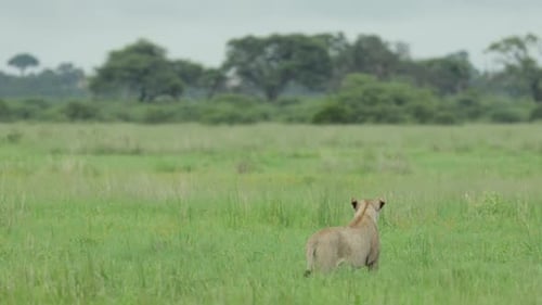 Beautiful wide shot of a lioness standing in the lush green grassland.