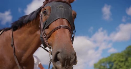 Horse Sniffs Up Close on a Sunny Day