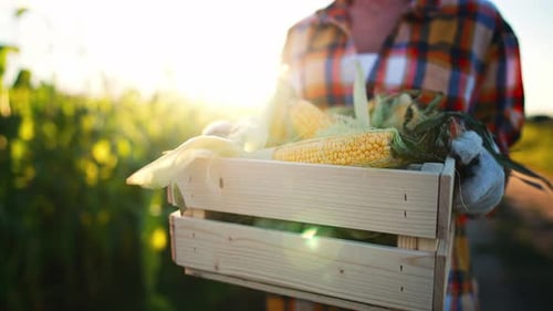 Caucasian Young Beautiful Woman Farmer Walks Through Field and Carries in Hands Box with Harvested