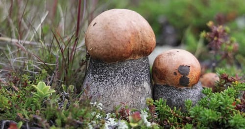 Beautiful boletus edulis mushroom in arctic tundra moss. White mushroom in Beautiful Nature Norway