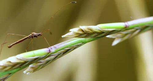 video of a tiny insect on a plant. Camera is static.