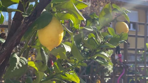 Nature's Beauty: A Close-Up of Lemons in a Lemon Tree in 4K Slow Motion