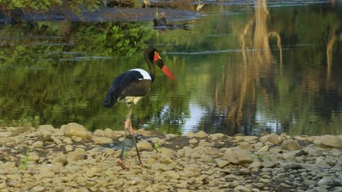 A saddle-billed stork walks over a shore strewn with pebbles towards a lake. Lush green bushes and a