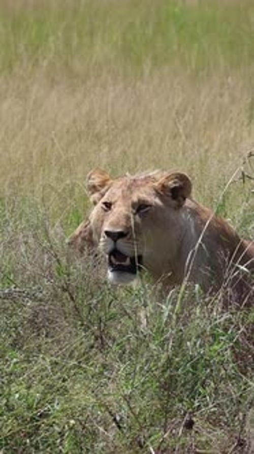 Serene Lion in Kenya's Wild