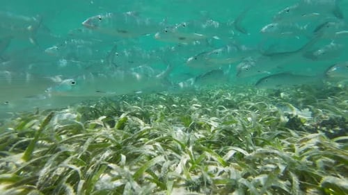 Underwater scene of fish swimming over a lush seabed covered in green seaweed, daytime