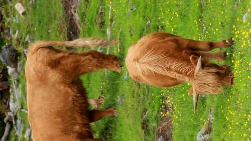 Highland Cattle Grazing in Green Meadow