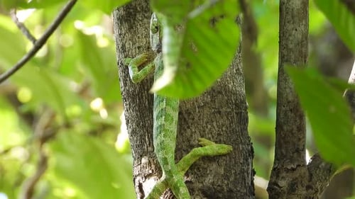 chameleon walking on tree UHD MP4 4k .