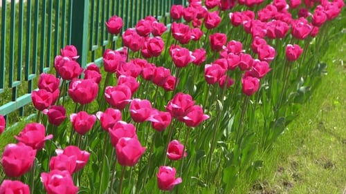 Pink Tulips Bloom in Spring Tulip Flower Nature Floral Background Botanical Garden Flowering Buds
