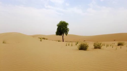 Desert Landscape with Single Tree Hidden in the Sand Dunes