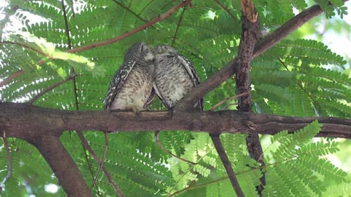 Couple of Spotted owlet stay branch of a tree and relax resting under big tree