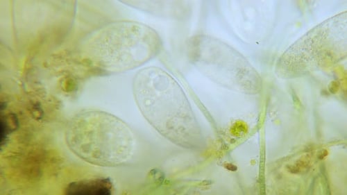 Population à haute densité de paramécies en champ clair au microscope