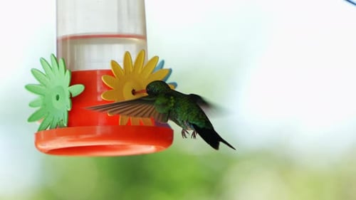 Hummingbird Drinks Nectar from Colorful Feeder