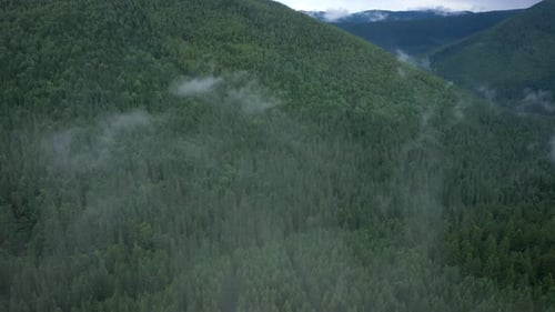 Fog At The Pine Forest At The Mountains 5