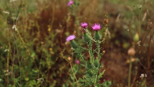 Bull Thistle, Cirsium vulgare with butterfly