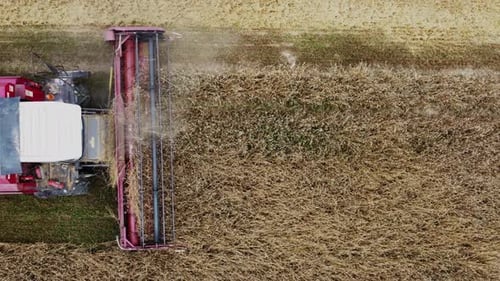 Aerial view of a combine harvester harvesting wheat in a field on a summer day. Top view.